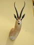 images/tassidermia-mammiferi-africa/